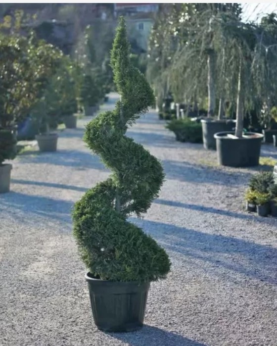 Cupressus spirale   Spiral leylandi 350 cm